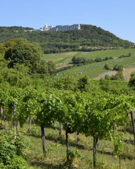 Weinberge Döbling