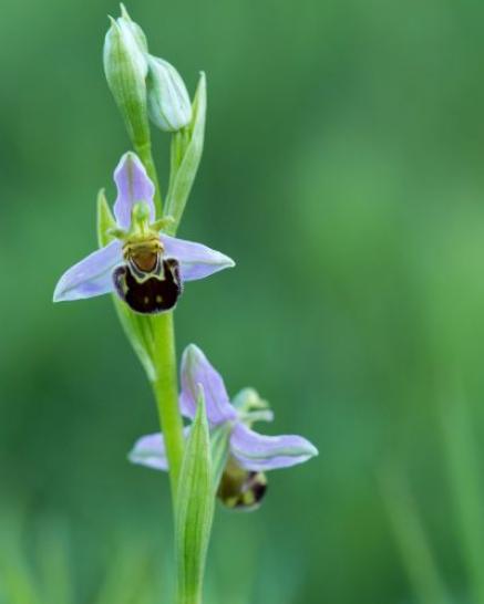 Orchidee