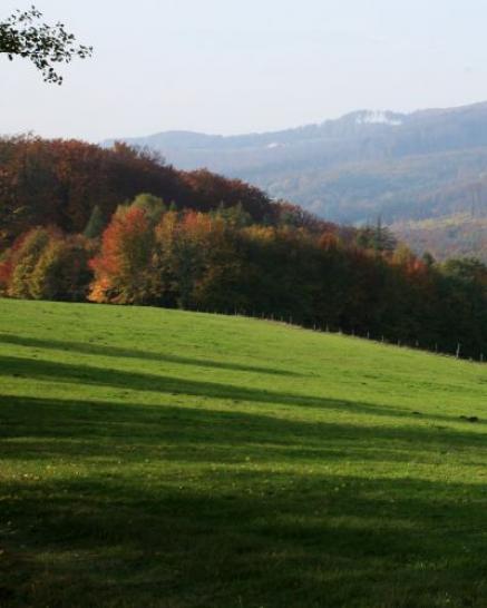 Wiese mit Herbstwald