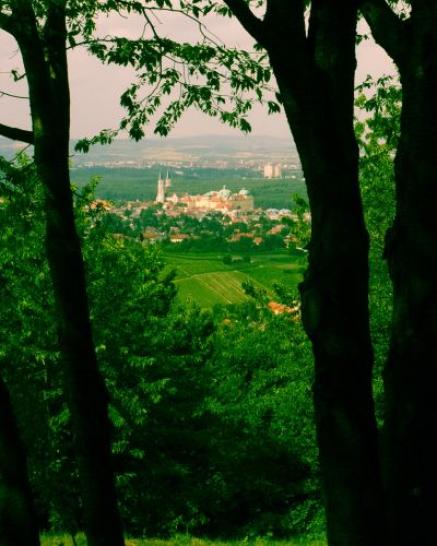 Blick durch den Wald auf die Stadt Klosterneuburg