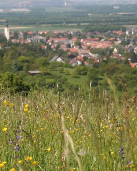 Blick über Wiese auf den Ort Königstetten