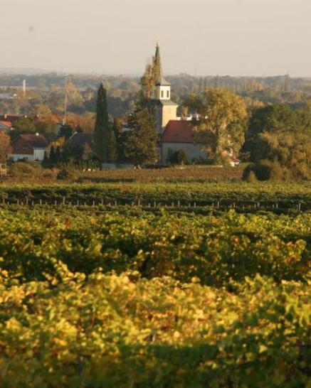 Weinberge Sooß