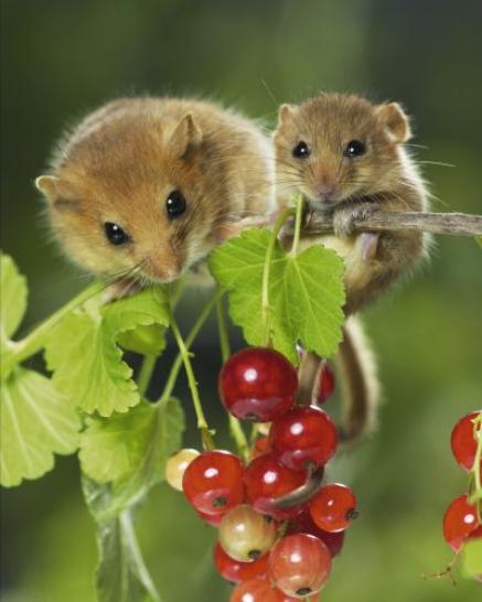 Haselmaus auf Ribiselzweig