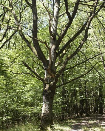 Naturwaldzellen im Wienerwald