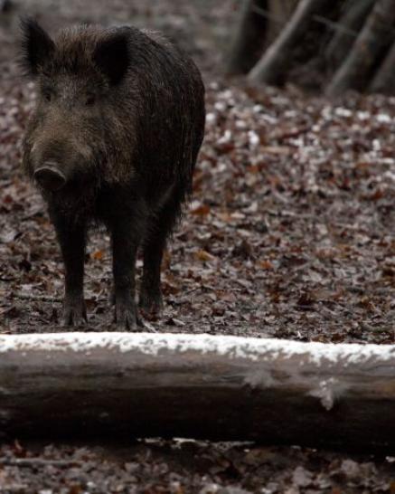 Wildschwein