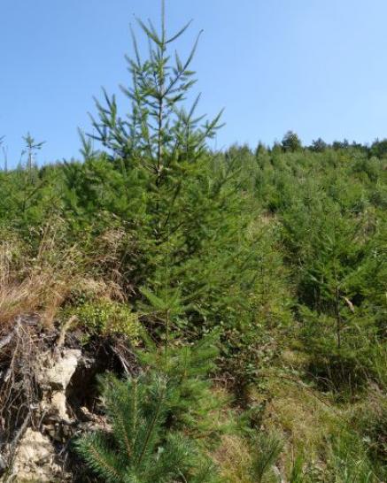 Versuchsfläche im Wald