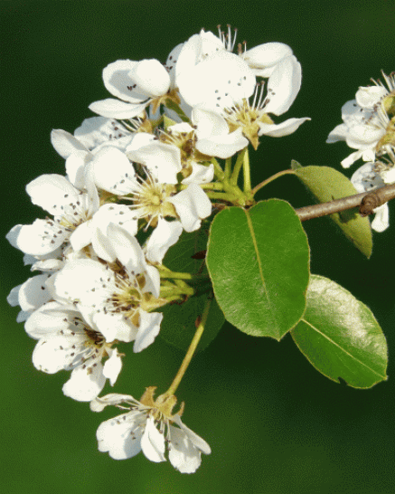 Birnenblüte