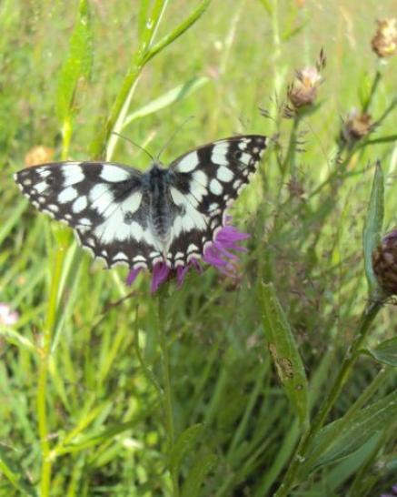 Schachbrett (Schmetterling) auf Flockenblume