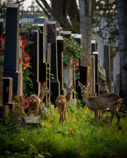 Wildtiere am Friedhof