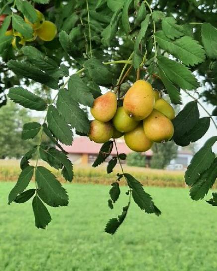 Speierlingfrüchte am Baum