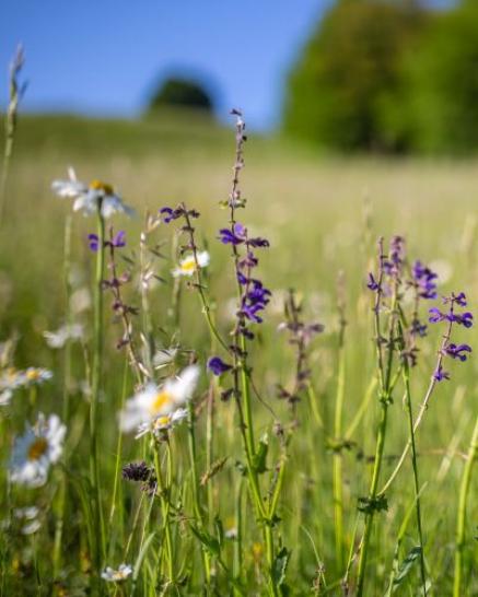 lila und weiße Blüten auf einer Wiese mit Himmel und Wald im Hintergrund