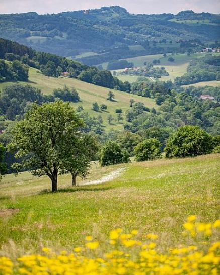 Wienerwaldwiese mit Wald und Ortschaft im Hintergrund