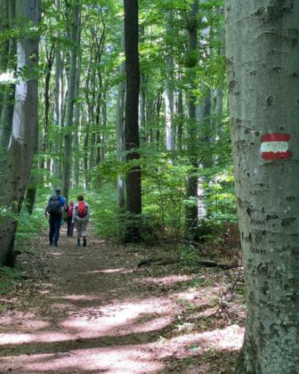 Wanderer im Wald