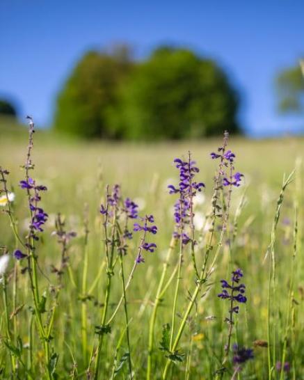 Wiesenblumen im Vordergrund, Wiese und Bäume im Hintergrund