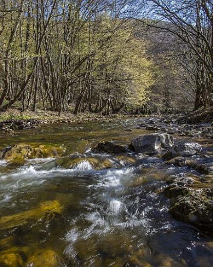 Wienerwaldbach