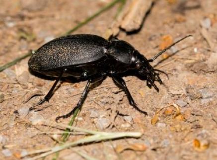 Lederlaufkäfer, Carabus coriaceus
