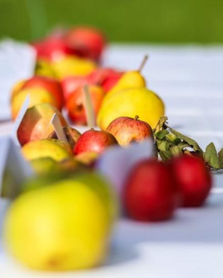 Äpfel in Reihe auf Tischtuch
