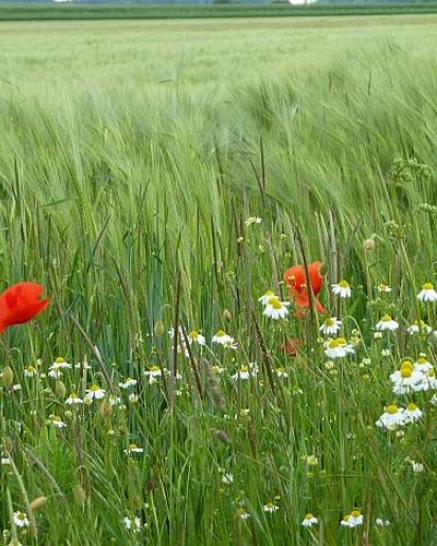 Feldblumen