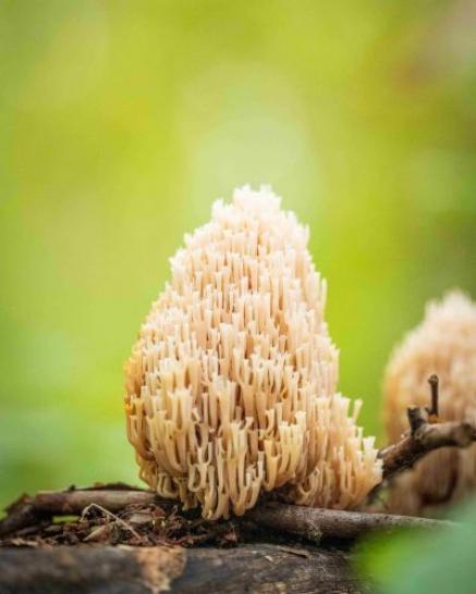 Artomyces Pyxidatus