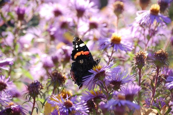 Falter auf Aster