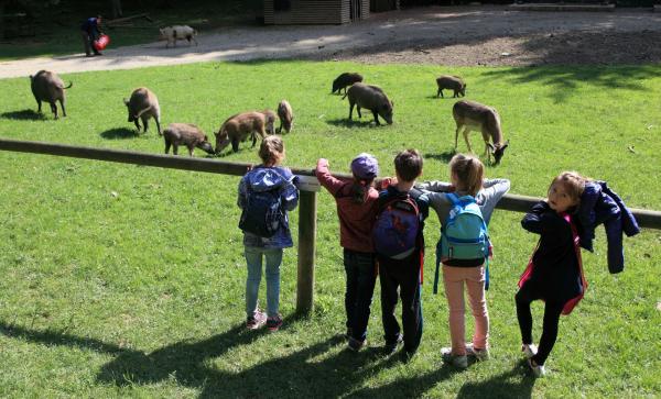 Kinder beobachten Wildschweine