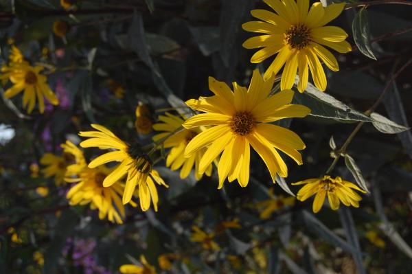 Helianthus atrorubens