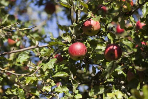 Der Biosphärenpark Wienerwald unterstützt Interessierte bei der Neupflanzung von Obstbäumen