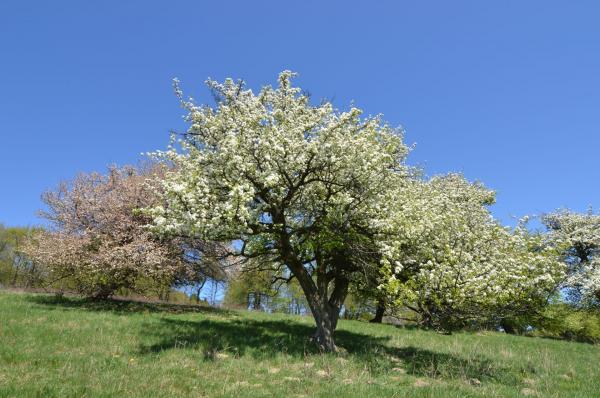 Streuobstwiese im Biosphärenpark Wienerwald