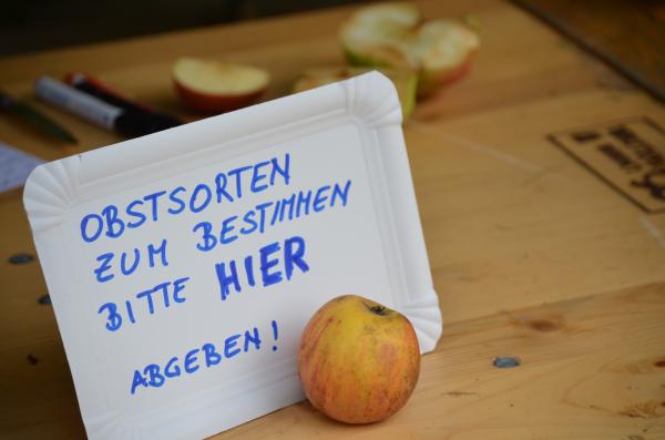 Obstsortenbestimmung am Obstbaumtag des Biosphärenpark Wienerwald