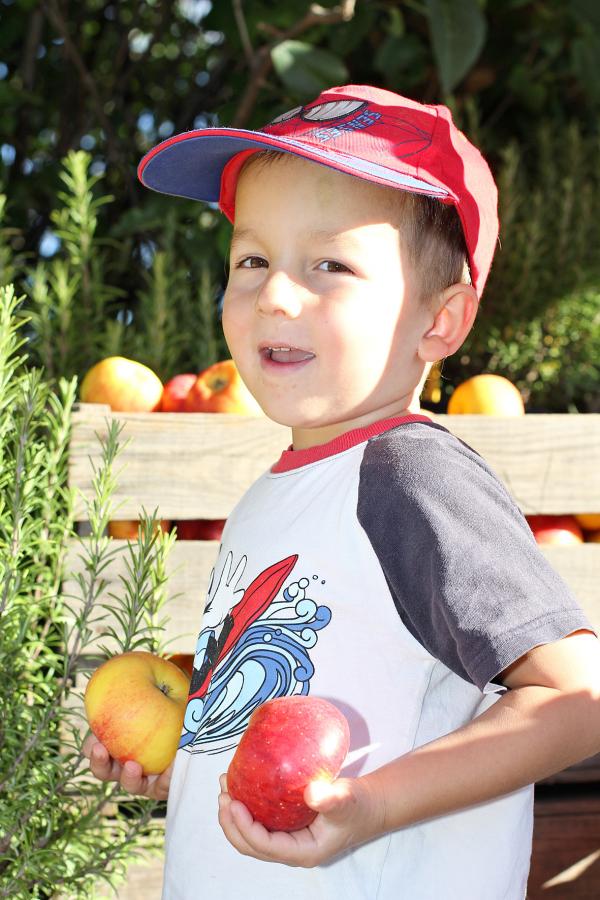 Am 20. Oktober erwartet die BesucherInnen am Obstbaumtag des Biosphärenpark Wienerwald ein buntes Programm zum Thema Obst.