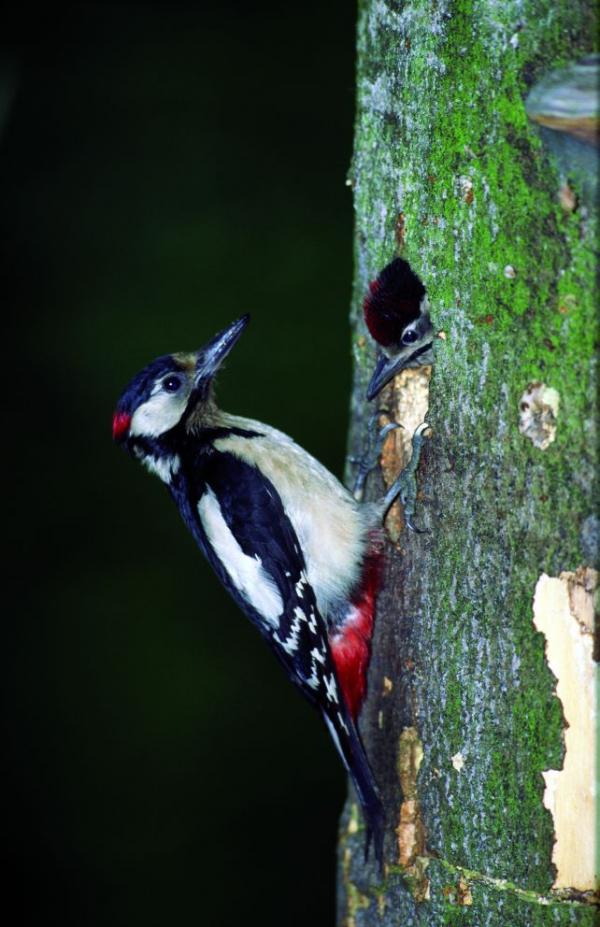 Vogelreich Exkursion Pühringer