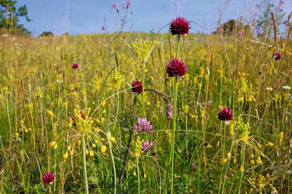 bunte Steppe