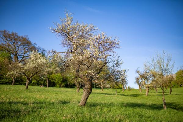 Sommerschnitt für Obstbäume