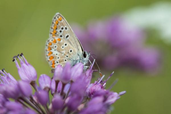 Schmetterling auf Blüte