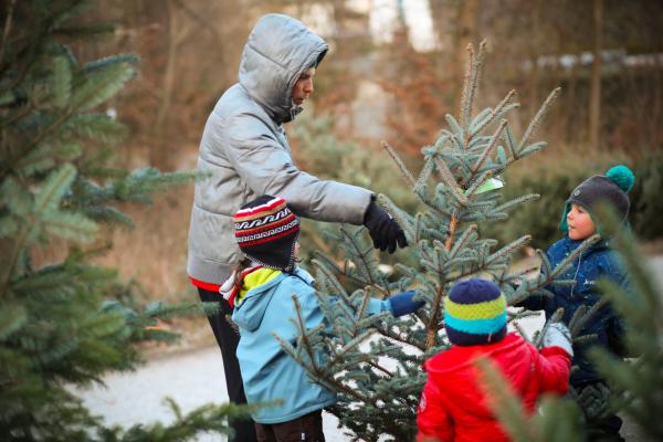 Tipps zum nachhaltigen Christbaumkauf