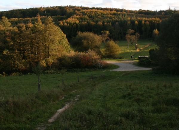 Forststraße als Lebensraum