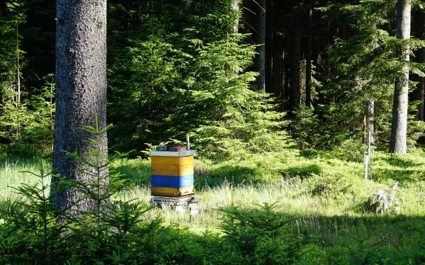 Bienen im Wald