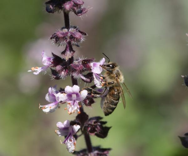 Biene auf Blüte