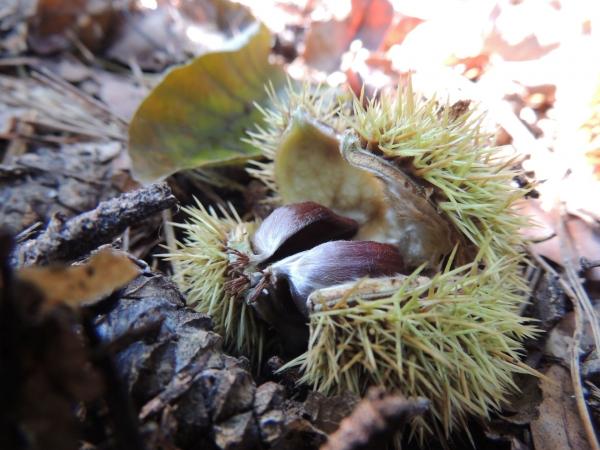 Das wilde Obst des Wienerwaldes