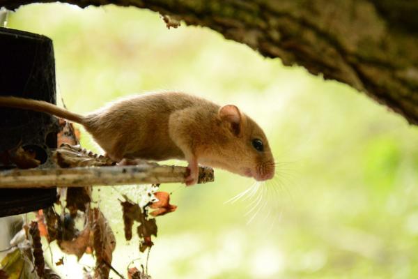 Die Suche nach der Haselmaus