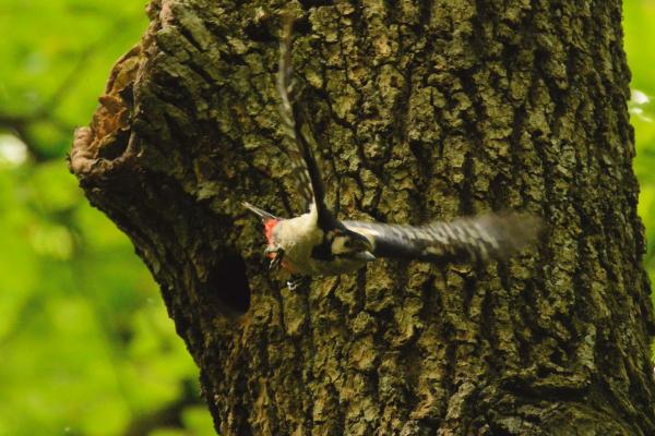 Spechte im Wienerwald