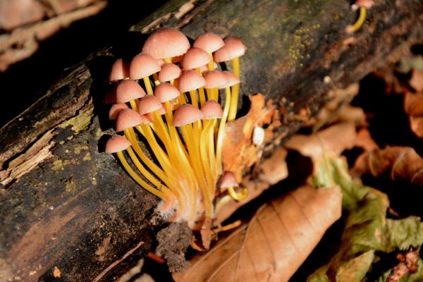 Totes Holz und neues Leben