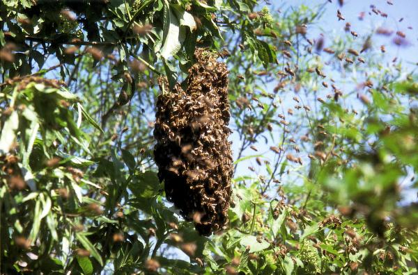 Bienen im Baum
