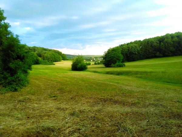 Wildkräuter Vielfalt