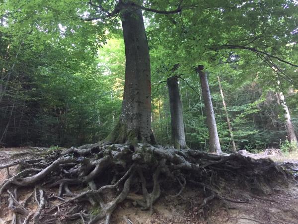 WALDBADEN ((Shinrin Yoku) und WYDA  (keltisches bzw.europäisches Yoga))