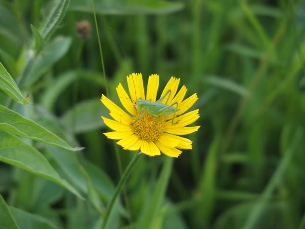 Langfühlerschrecke auf inula