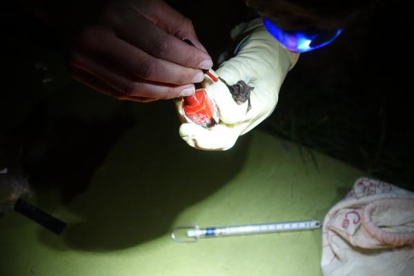Elf verschiedene Fledermausarten konnten am Tag der Artenvielfalt 2020 gefunden werden! Im Bild wird der Mopsfledermaus eine Kralle rot lackiert, um sie wiederzuerkennen, falls sie den ExpertInnen in der Nacht nochmal ins Netz geht. Der Lack löst sich wieder ab und ist für die Fledermaus unbedenklich. 