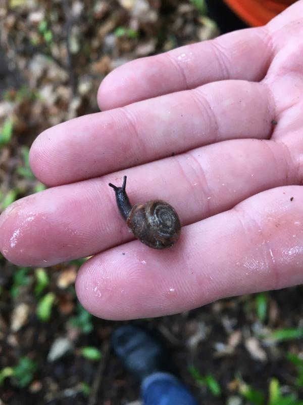 Die Riemenschnecke streckt wohlig ihre Fühler in den Regen