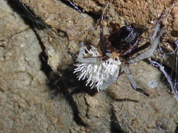 Im Bild die Spinnen-Kernkeule (Torrubiella arachnophila), die in der ehemaligen Badegrotte im Pötzleinsdorfer Schlosspark von den Forschern Erhard Christian und Otto Moog gefunden wurde. Davon gibt es noch keinen sicheren Nachweis aus Österreich!