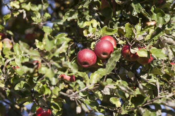 roter Apfel am Baum